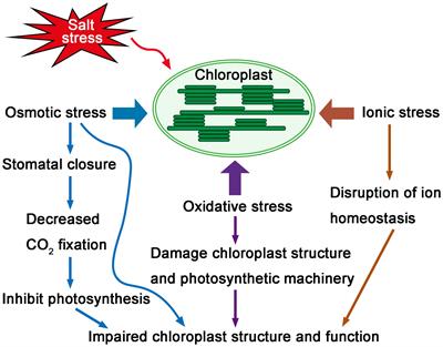 Sensitivity and responses of chloroplasts to salt stress in plants